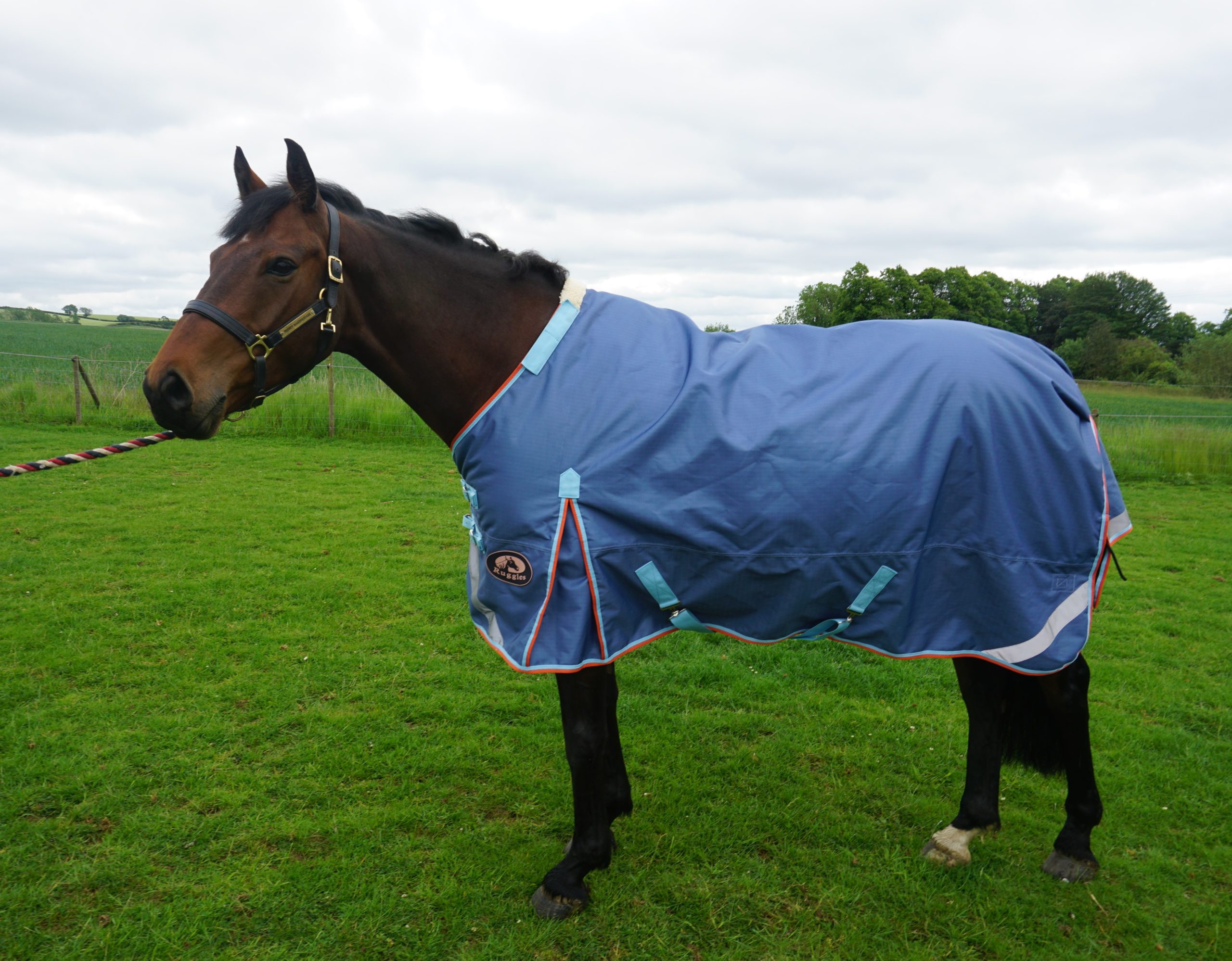 Tips On How To Keep Your Horse Warm During The Winter Months Total