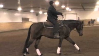 FOR SALE: 2004 HUS all around Gelding