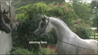 Farhoud Al Shaqab