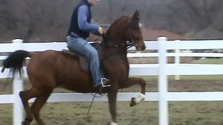 For Sale: Ben Anza – Arabian Gelding