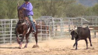 AQHA Bay Heel Horse For Sale