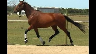 Brokeford Bfd – Rinaldo Bfd bay Holsteiner gelding