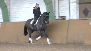 Balian, Gelding, Dressage