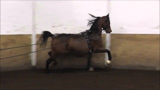 For Sale – ROL Diamond Afire