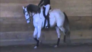 For Sale:  BRUJO – son of Gaucho III