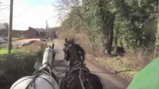 Buying Friesians from Holland