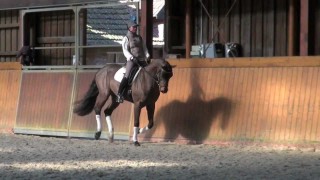 For Sale – Dancer Dressage Gelding