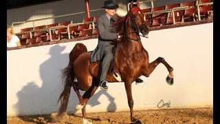 For Sale: 3 Gaited Mare