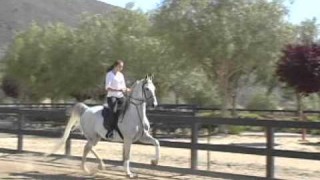 Phi Beta Kappah: Half-Arabian