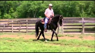 Black Jack’s Push – TWH Gelding