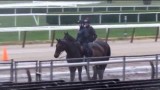 Orb returns to the track – Belmont Park