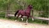 dutch harness horse Aureool
