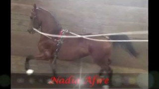 FOR SALE – Nadia Afire