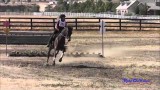 Open Beginner Novice Cross Country Galway Downs