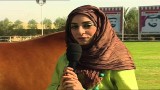 Arabian Horses in the United Arab Emirates