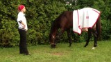Orb Grazes on Preakness Morning