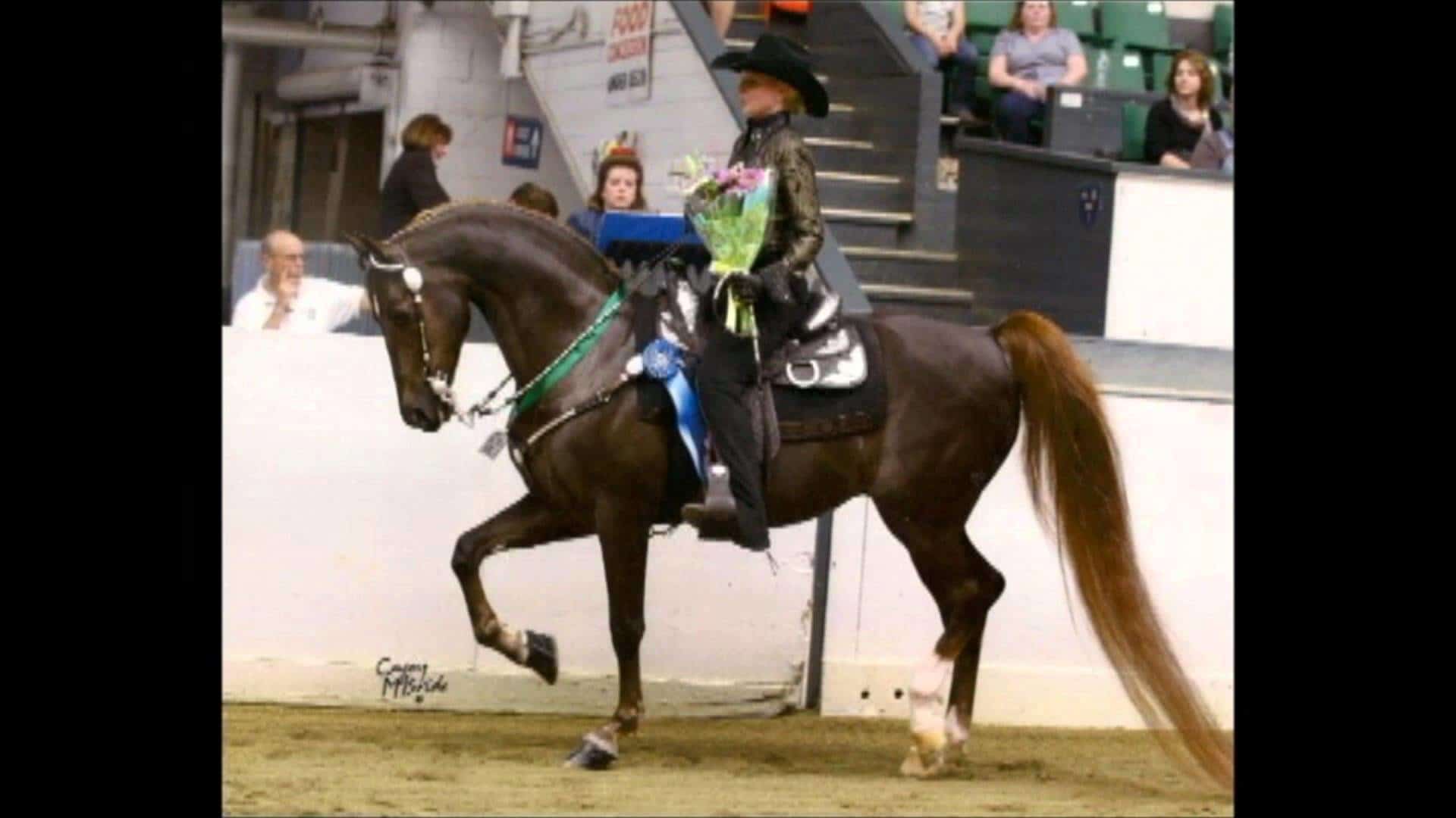 Legacy Stable Grand Nationals Total Horse Channel Equestrian TV