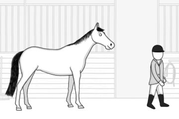 When is the right time to feed my horse? | Tips by Cavalor