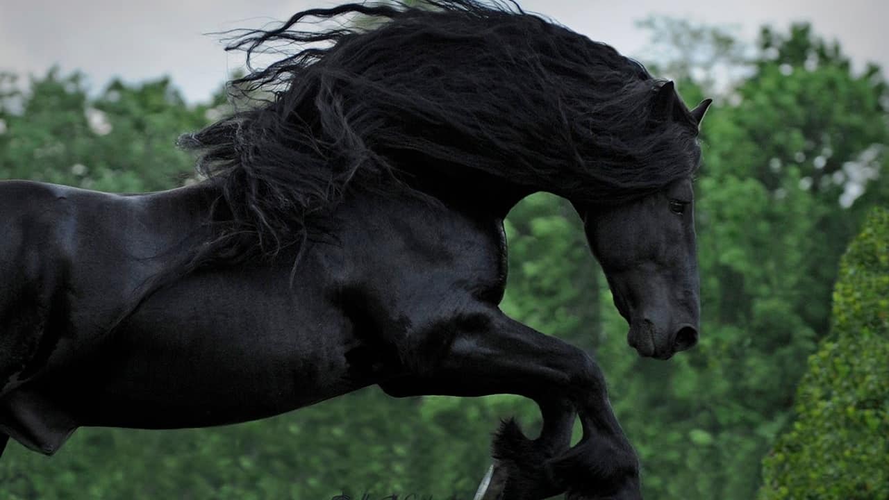 Конь мой вороной. Вороная лошадь Эстетика. Черный конь Эстетика. Лошади Эстетика. Черная лошадь Эстетика.