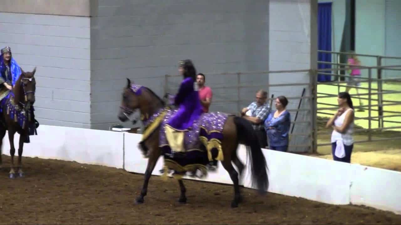 Half Arabian Native Costume Region 12 Highlights Total Horse