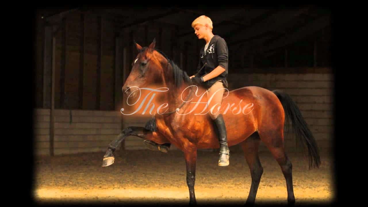 Jesse Drent, Jessetjuhhh youtube! Total Horse Channel