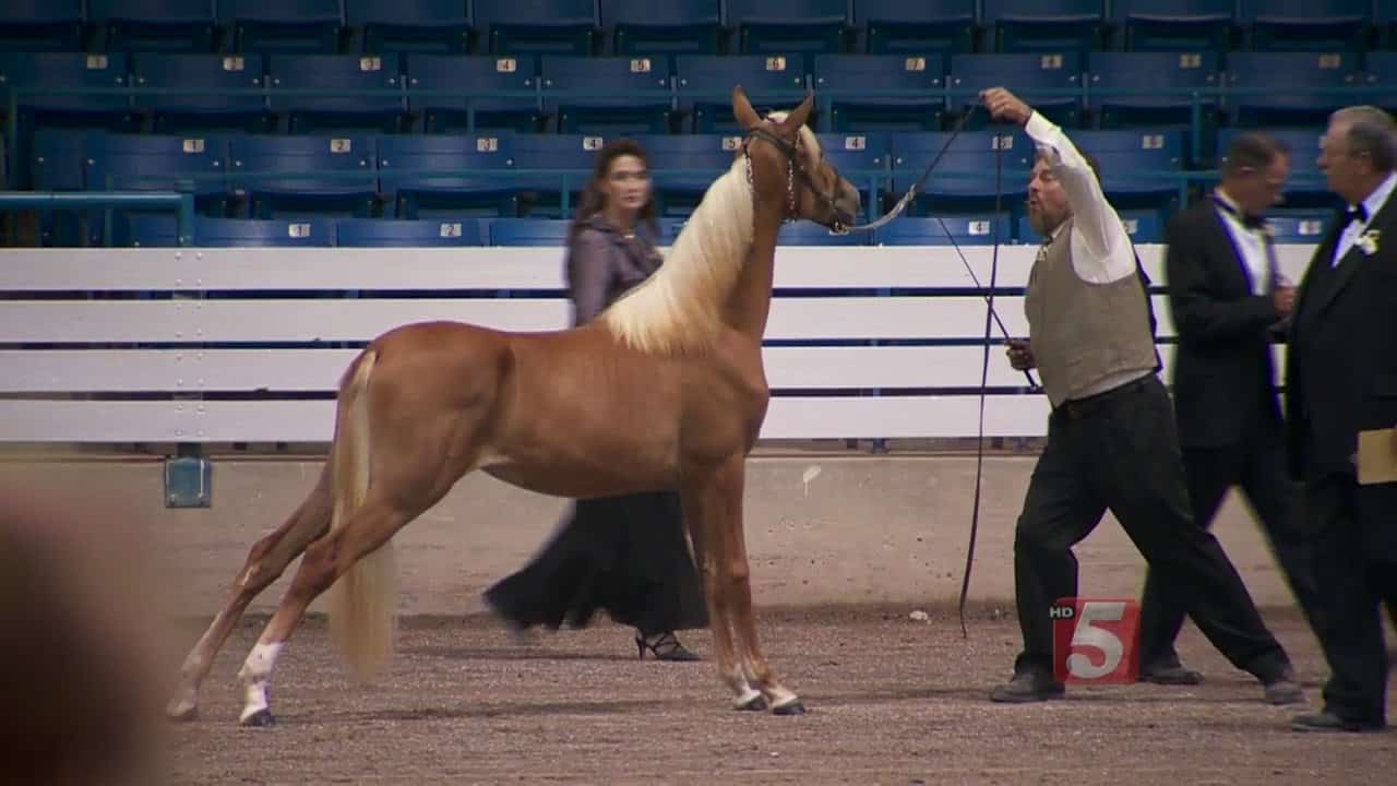 TN Walking Horse Celebration Faces New Tests Total Horse Channel