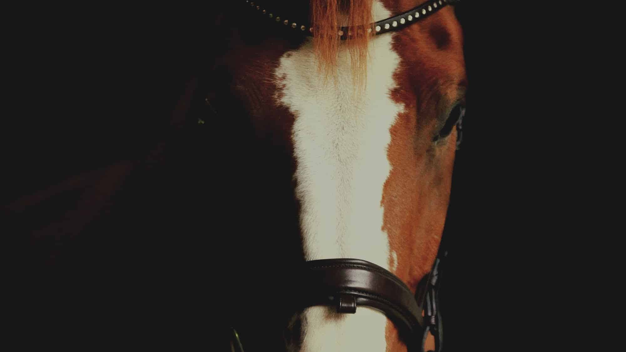 You’ve gotta get up and try - Total Horse Channel | Equestrian TV