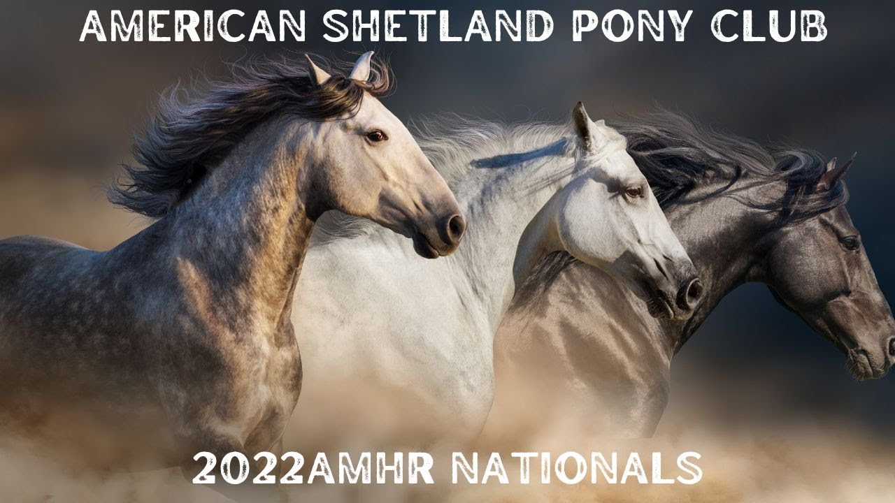 2022 AMHR Nationals Mustang Arena Sept 11th Total Horse Channel