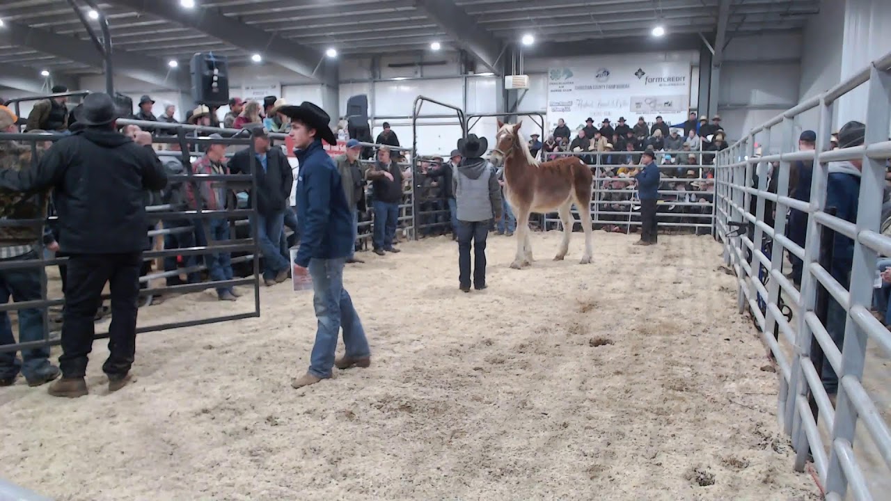 2023 Hoover Mule Sale January Total Horse Channel Equestrian TV