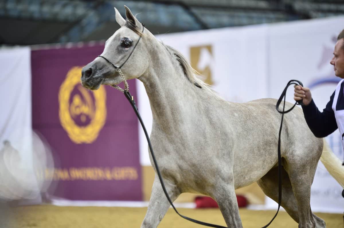 Qatar National Arabian Horse Show for Individual Owners LIVE Total