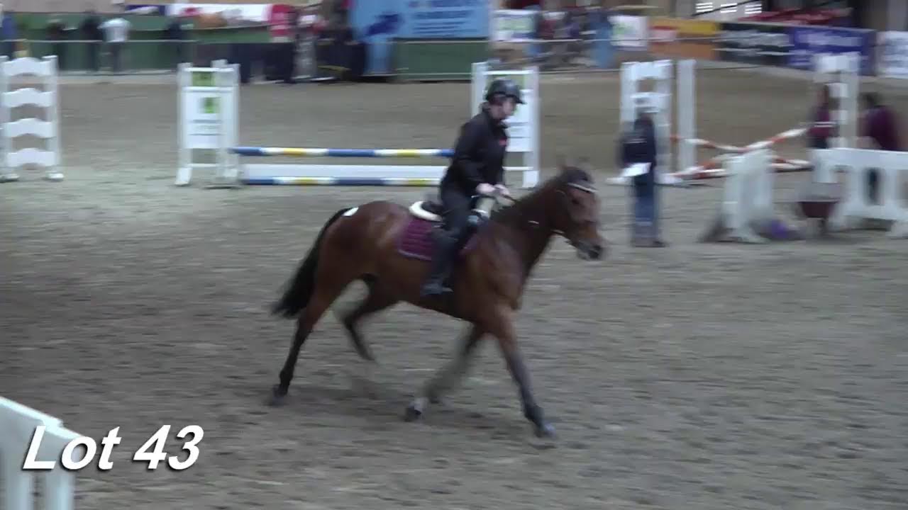 Cavan Performance Sale June 5th, 2024 Total Horse Channel