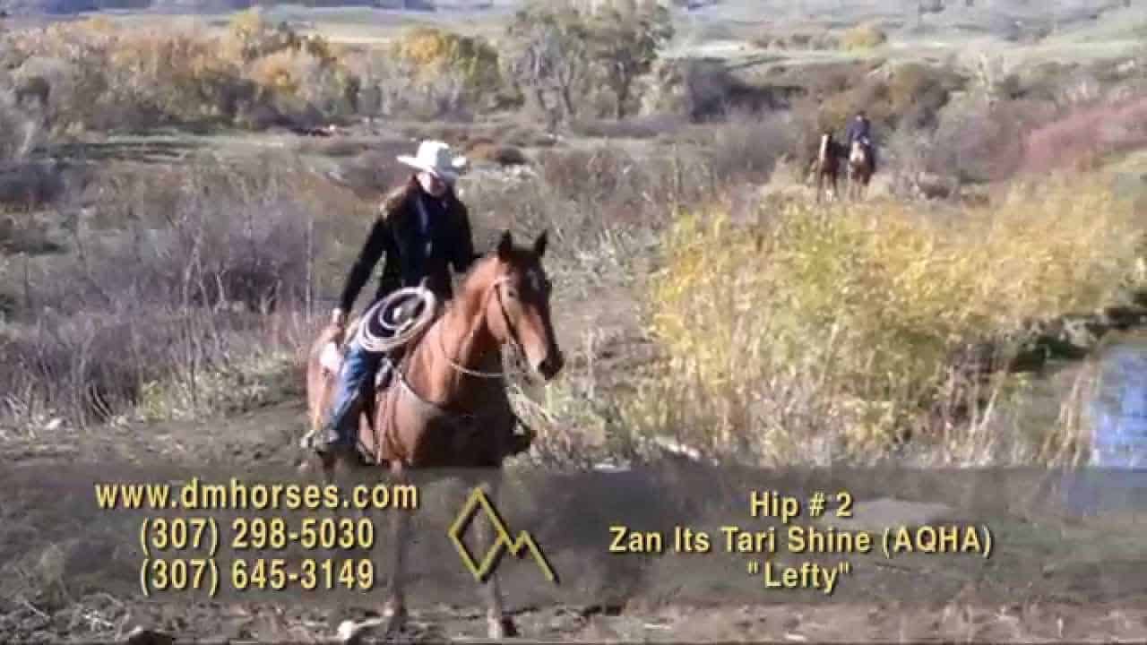 DIAMOND MCNABB HORSE SALE Total Horse Channel Equestrian TV