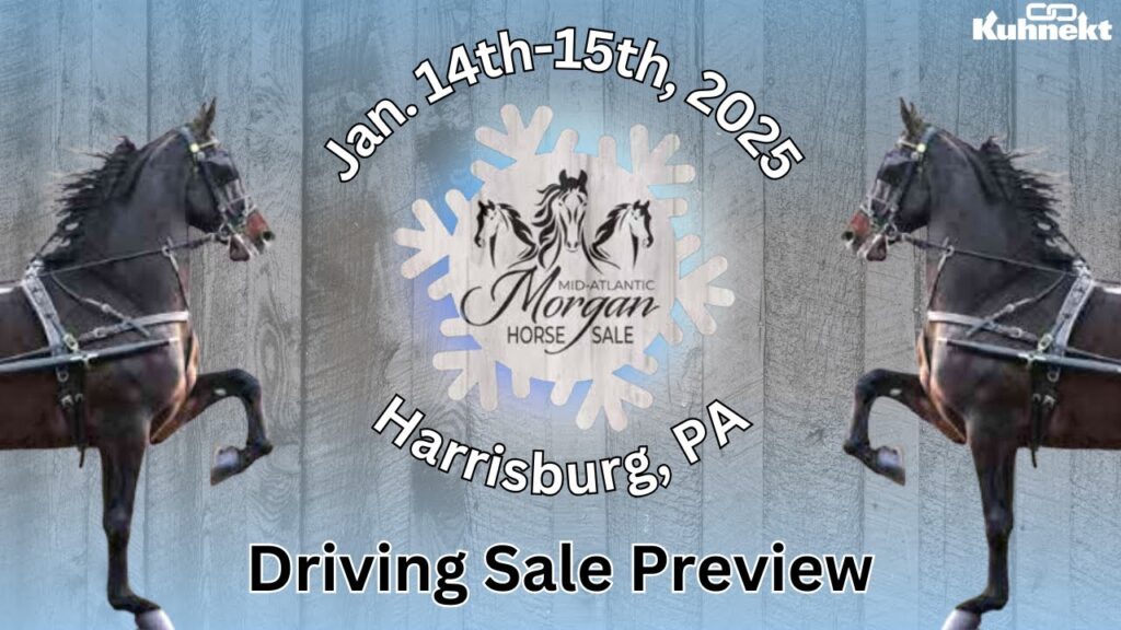 Driving Sale Preview | 2025 Mid-Atlantic Morgan Horse Sale