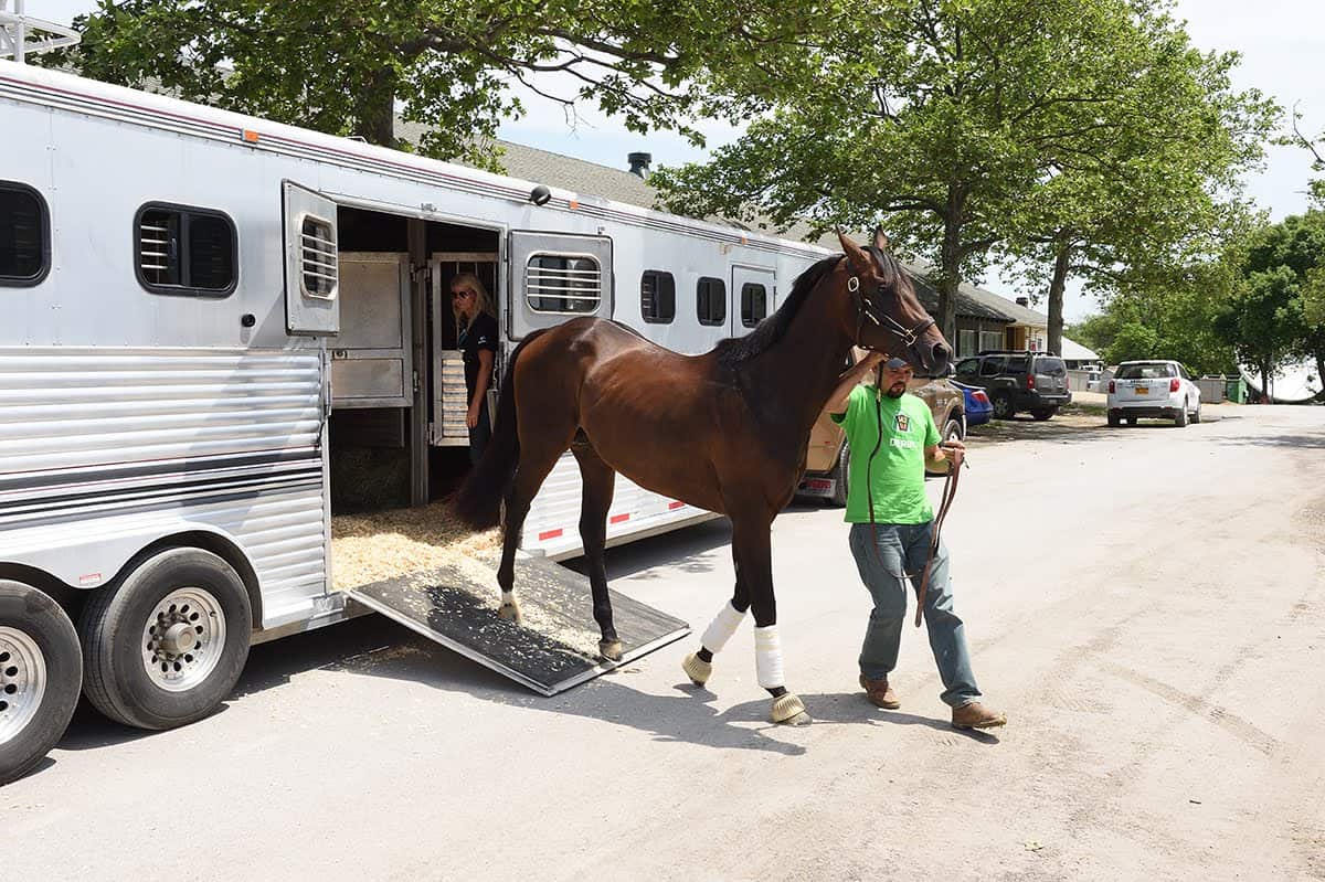 Exaggerator Arrives at Belmont Park - Total Horse Channel | Equestrian TV