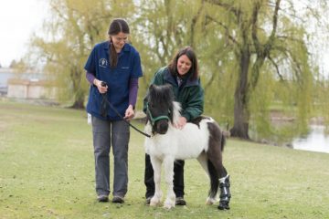 horse prosthetic