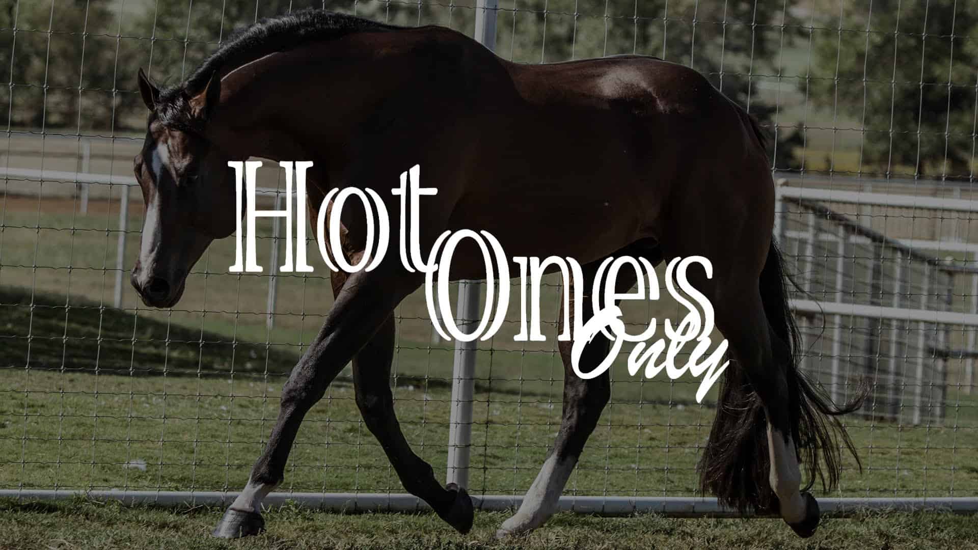 Hot Ones Only AQHA Stallion Total Horse Channel Equestrian TV