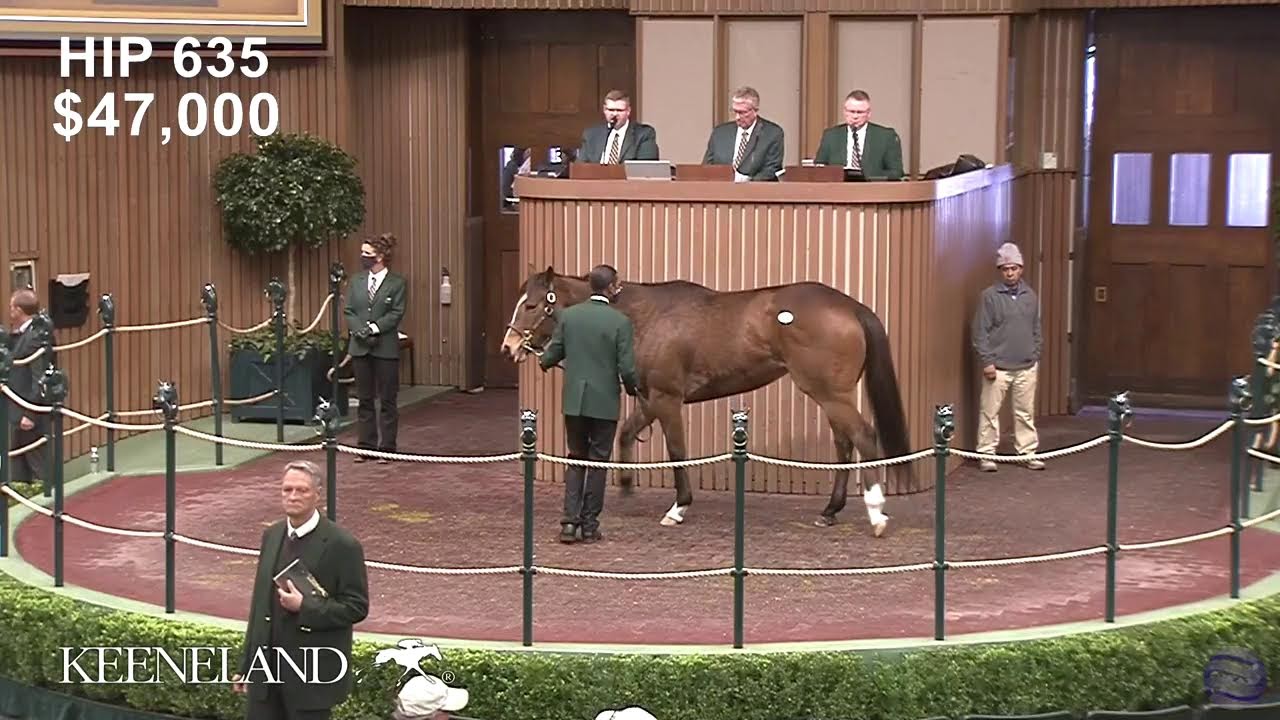 Keeneland January Horses Of All Ages Sale LIVE Total Horse Channel