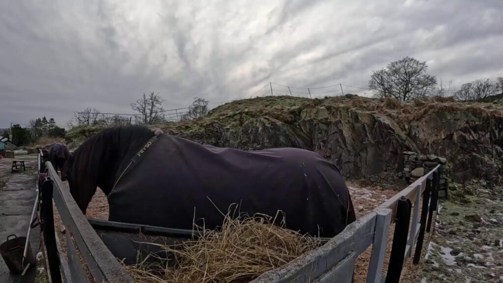 LIVE LANDSCAPES @ Greenbank Farm - E2 - Munching Haylage