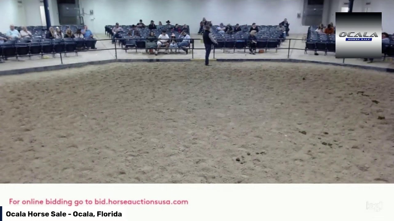 Ocala Horse Sale January 6th, 2024 Total Horse Channel Equestrian TV