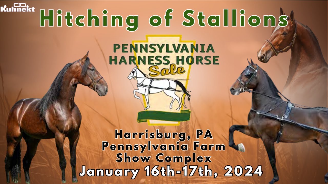 PA Horse Harness Horse Stallions & Geldings Total Horse Channel