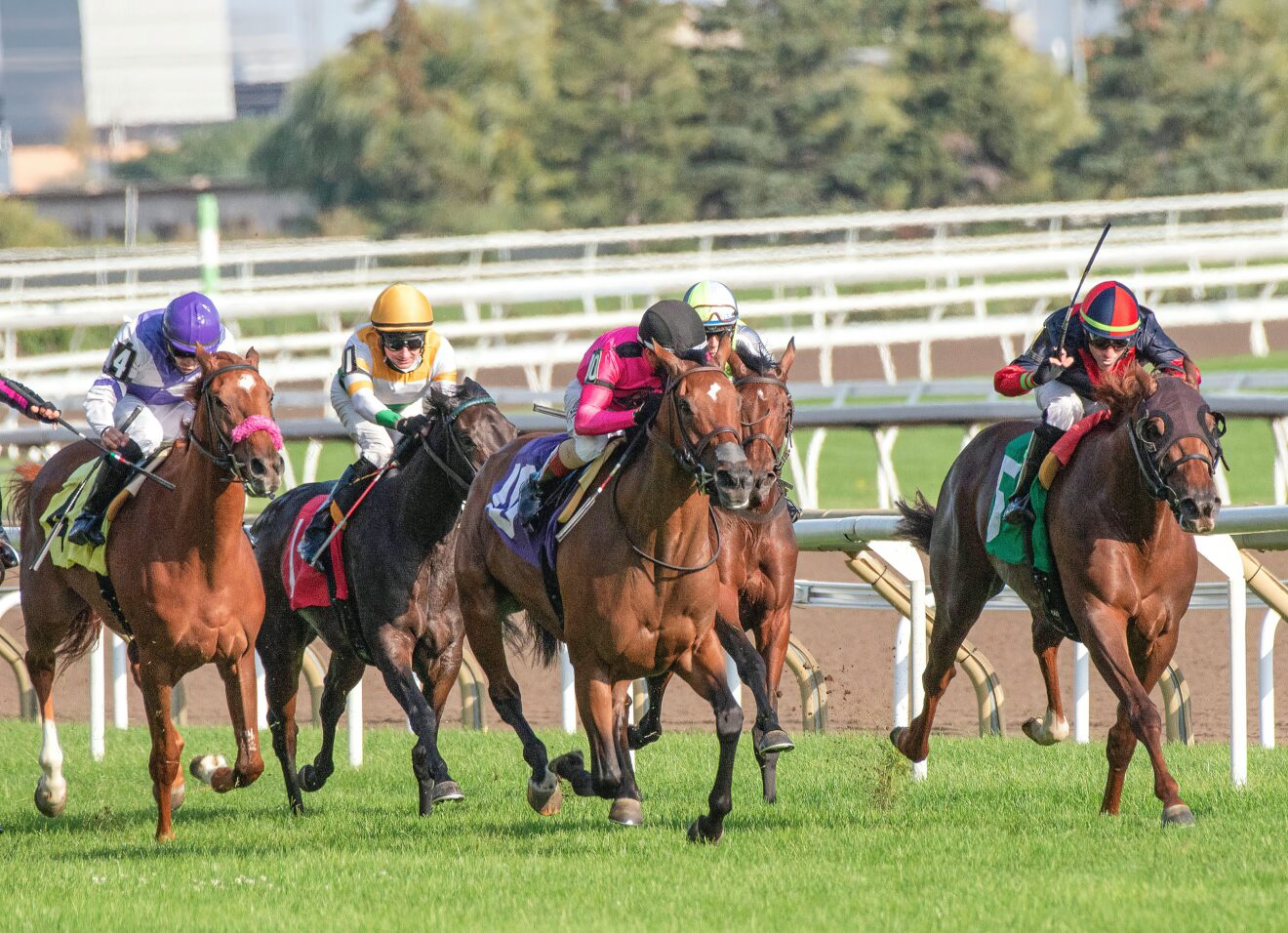 Get To Know The top 5 2024 Breeders’ Cup Juvenile Turf Sprint Total