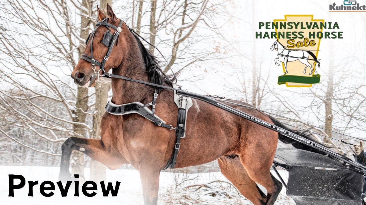 Previews & Podcast for the Pennsylvania Harness Horse Sale Total