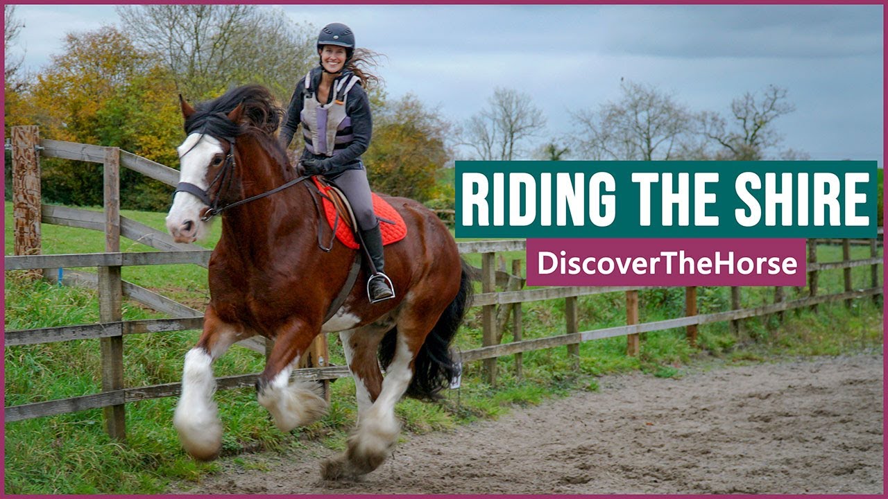 Riding the Shire Horse in England! Total Horse Channel Equestrian TV