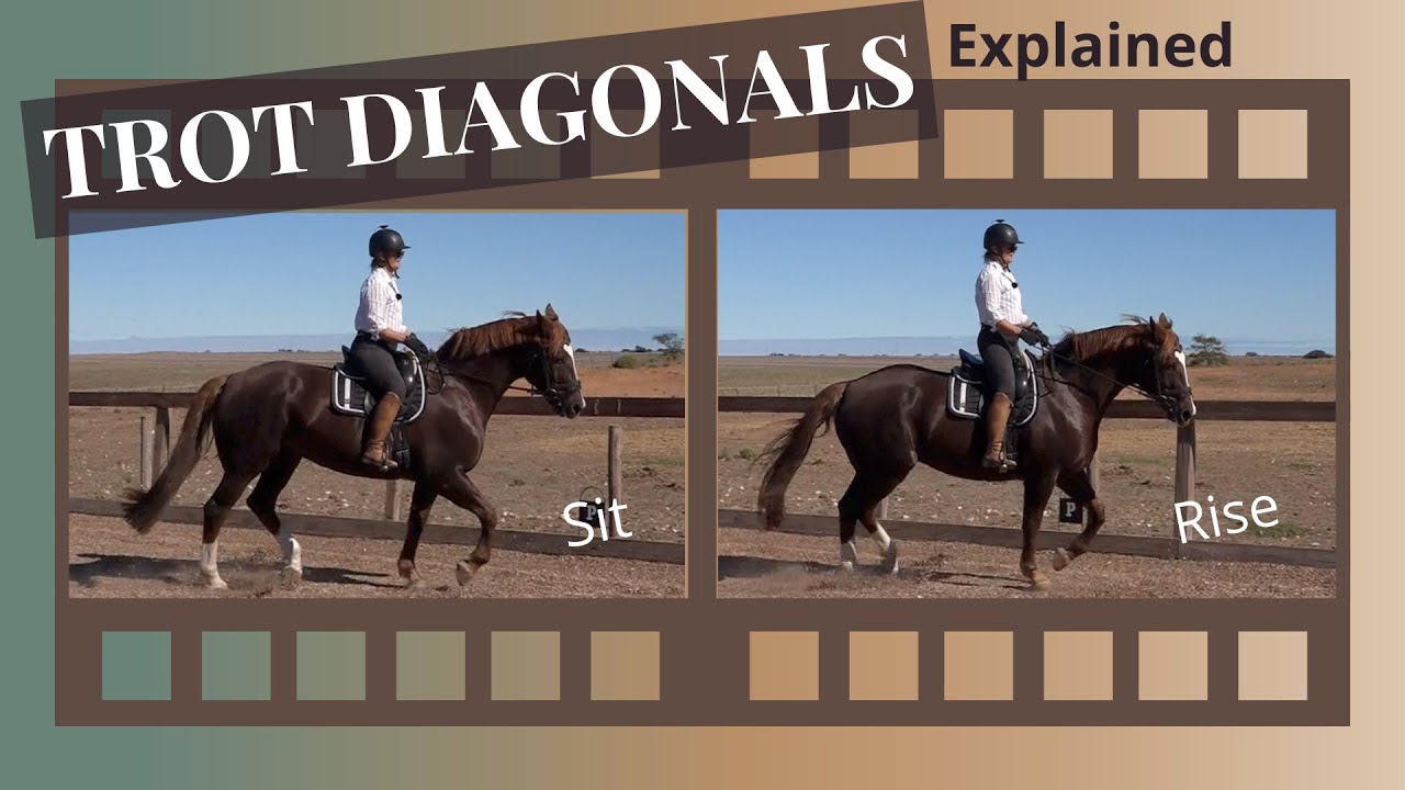 Rising Trot Posting Trot How To Find Your Diagonals Total Horse