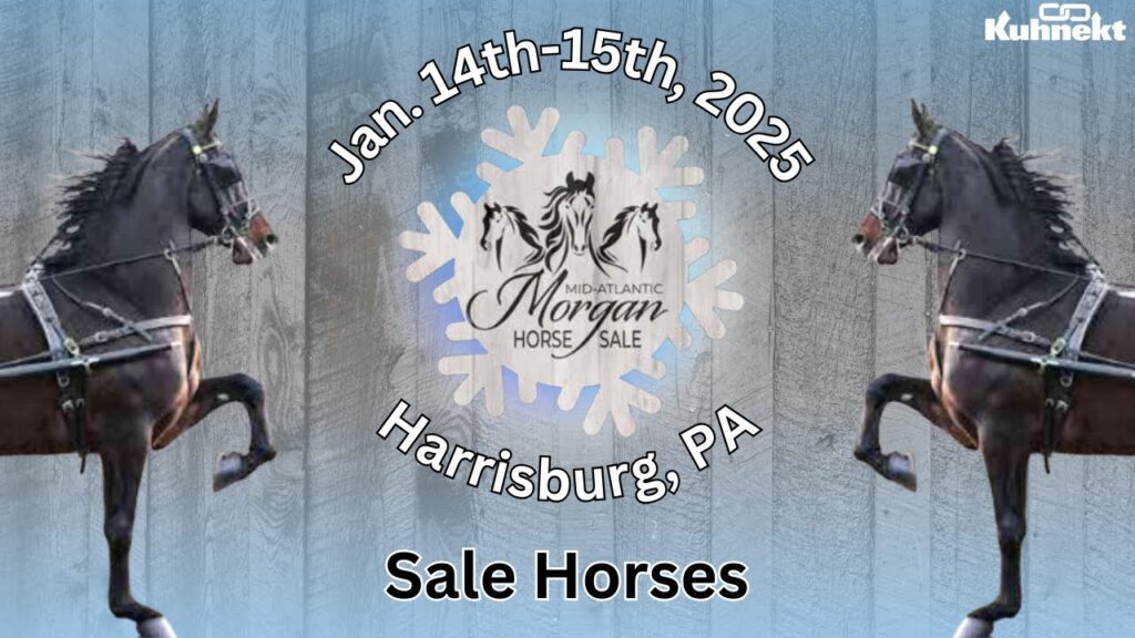 Sale Horses - 2025 Mid-Atlantic Morgan Horse Sale