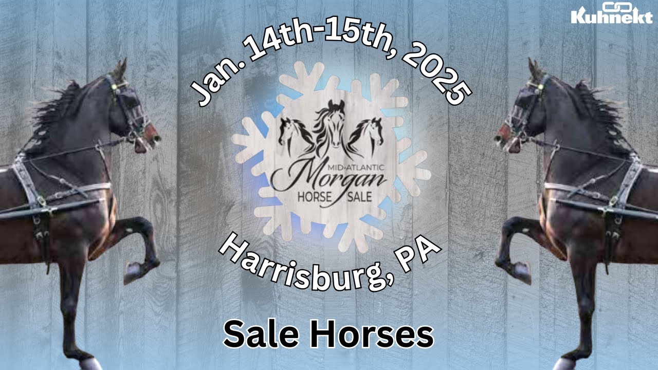 Sale Horses 2025 Mid Atlantic Morgan Horse Sale Total Horse Channel Sale Horses 2025 Mid Atlantic Mo