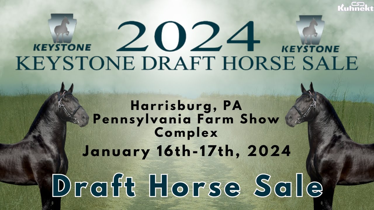 Sale of Daft Horses 2024 Keystone Draft Horse Sale Total Horse
