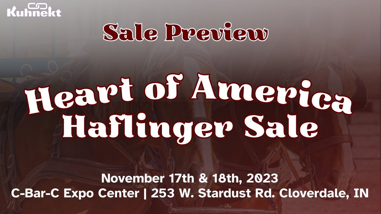 Sale Preview Heart of America Haflinger Sale Total Horse Channel