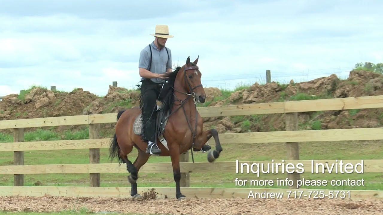 SDMF DRAGON AGAIN Gelding For Sale Total Horse Channel