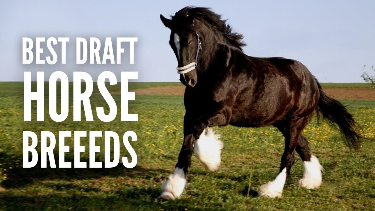 The 15 Best Work & Draft Horse Breeds - Total Horse Channel | Equestrian TV